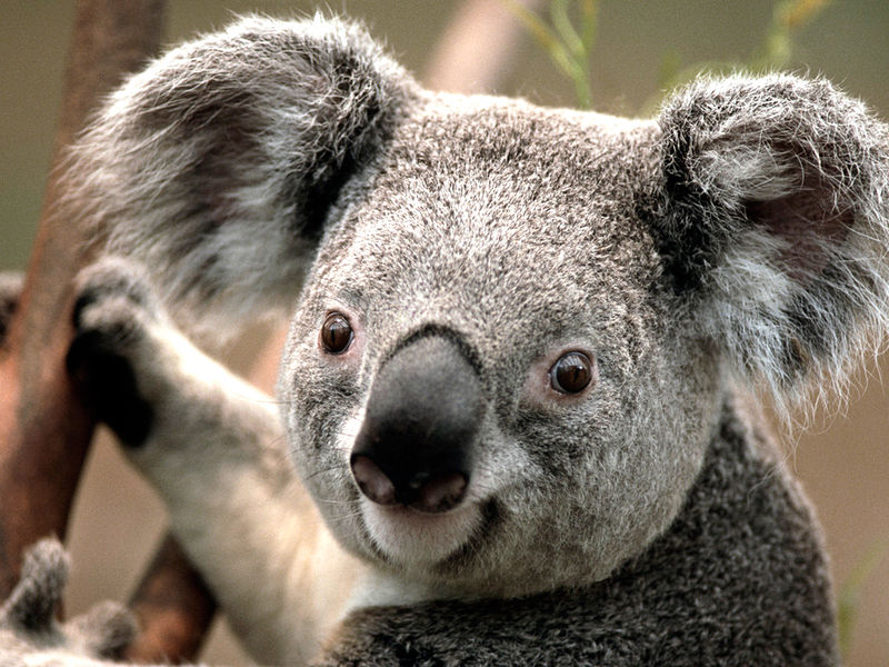 Fichier:Koala1.jpg
